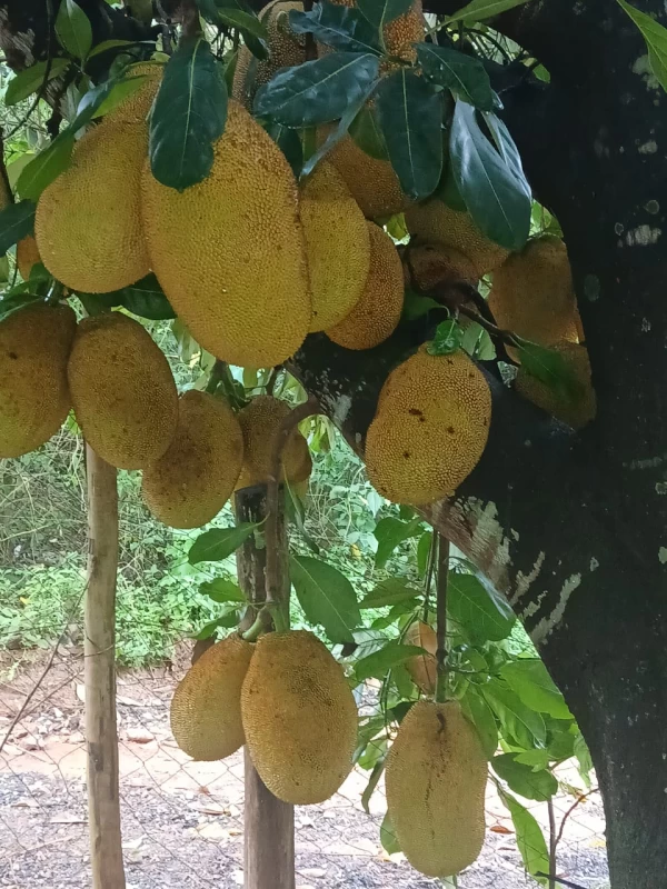Chácara em Vau Novo — foto 11