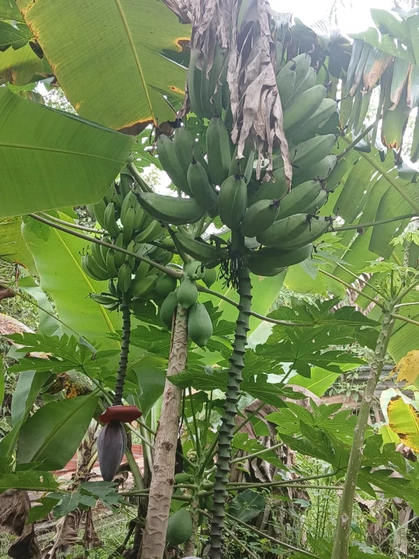 Chácara em Vau Novo — foto 3