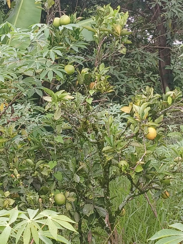 Chácara em Vau Novo — foto 5