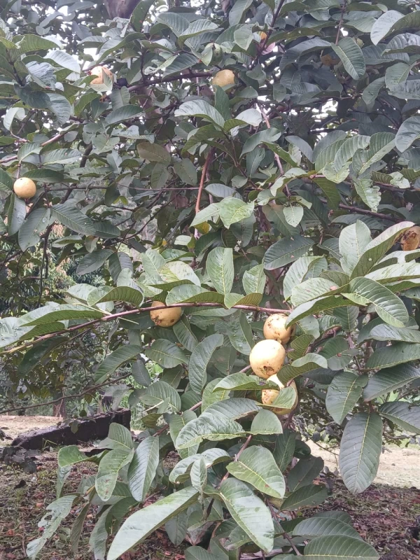 Chácara em Vau Novo — foto 13