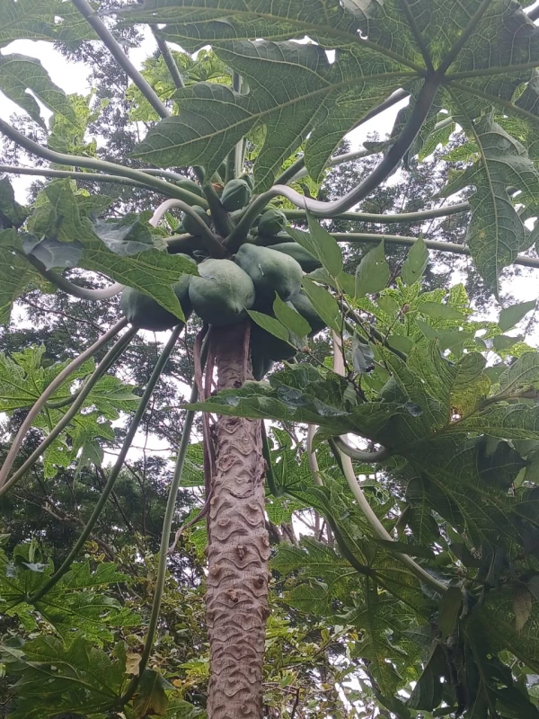 Chácara em Vau Novo — foto 7